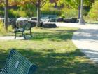 Benches Along the Path of the Waterfront Trail