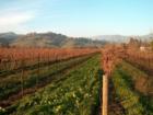 Vines tell the story...what time of year it is, what type of weather we are having.