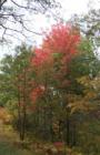 Sugar maples in Northland Arboretum