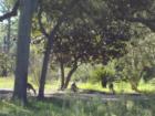 Deer in Santa Rosa Beach