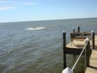 Dolphin feed and churn water in Santa Rosa Beach