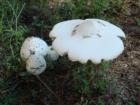 Real Estate mushrooms in Driftwood Estates.