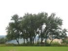 Beautiful Oak trees in one of Spanish Oaks common areas.