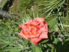 A rose for you from Destin, Florida