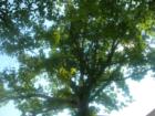 David Vesel's Big Tree