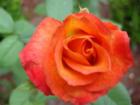 Roses, like this one, grow well on the Gulf Coast.  Your Watersound property should be just perfect for roses.