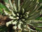 This is a Sago Palm sprouting new growth.  They are wonderful in this area and do a fine job of holding the sand in place during water events.