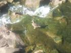 Duck & it's buddy taking a sunbath at "The Lodge"