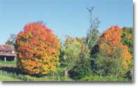 Culpeper - Fall Season is Beautiful!