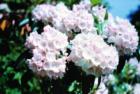 Mountain Laurel - Along Skyline Drive