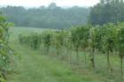Rogers Ford Winery - Vineyards - Sumerduck, VA