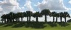 Sabal Palm Trees casting shadow in Sharyland