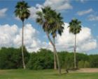 Bent Palm Tree in Sharyland