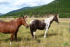 Horses near Superior