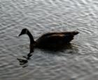 Canadian Goose - Occoquan River