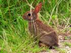 Rabbit - Occoquan Bay area
