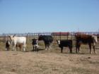 Sikes Ranch