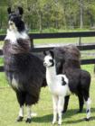 Stuart Mills Llama Farm - Purcellville, VA
