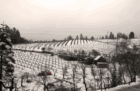 Boeger Vineyards in winter after a rare show storm.