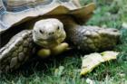 Slow and steady at the Sacramento Zoo.