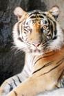 Tony the Tiger at the Sacramento Zoo.