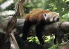 This Red Panda is very excited!  Sacramento Zoo.