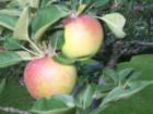 These apples are being grown on one of the houses CENTURY 21 Showcase in Colts Neck has for sale.