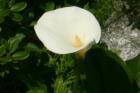 Calla lilly