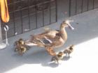 Duck Family - Barefoot Landing - 2006