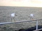 Birds watching the fisherman at the Ponce Inlet jetty. 