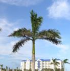 Foxtail palm tree at entrance to Harbour Village. These are my favorite palms. We're a little bit too far north for them to thrive, but with the right care, they can do well.
