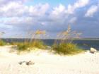 Sea oats in Ponce Inlet. These are always protected since they help prevent beach erosion. People are not allowed in the areas where the sea oats grow. 