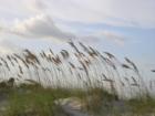 Sea Oats help prevent beach erosion and are protected by law. Photo taken by Lisa Hill. www.LisaHillRealtor.com