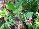 A lush Haiku garden.