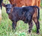 Cattle ranch on Maui - new calf.