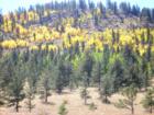 The Aspens turn beautiful colors in Park County in the Fall