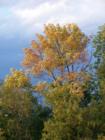 Fall is here and the yellow colors are peaking and beginning to turn a rustic gold in Minneapolis