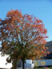 Maples leaves are starting to turn different shades of red as fall quickly approaches in Minneapolis.