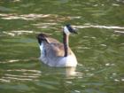 A goose enjoying a swim on Lake Minnetonka off the Excelsior docks.