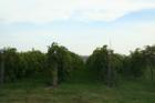 Danish Countryside Winery grape vines