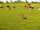 A day at Lake Tobias Wildlife Refuge, Halifax PA.