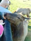 A day at Lake Tobias Wildlife Refuge, Halifax PA.