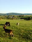 A day at Lake Tobias Wildlife Refuge, Halifax PA.