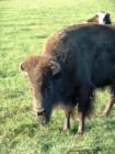 A day at Lake Tobias Wildlife Refuge, Halifax PA.