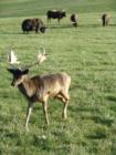 A day at Lake Tobias Wildlife Refuge, Halifax PA.