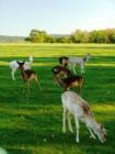 A day at Lake Tobias Wildlife Refuge, Halifax PA.