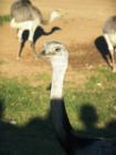 A day at Lake Tobias Wildlife Refuge, Halifax PA.