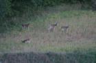 Wildlife in the Loess Hills of Western Iowa