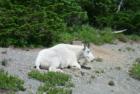 Goat at Glacier
