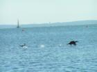 Mattapoisett Harbor